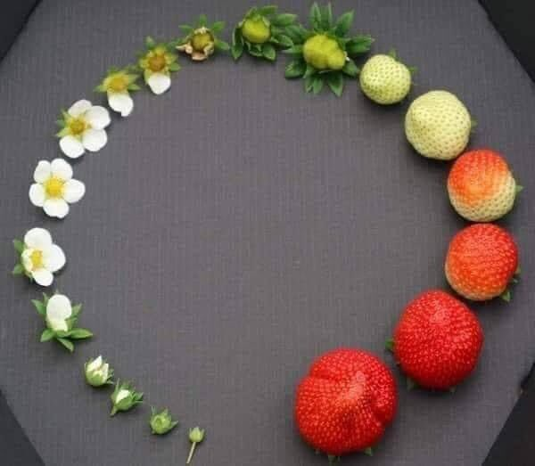 Strawberry life cycle