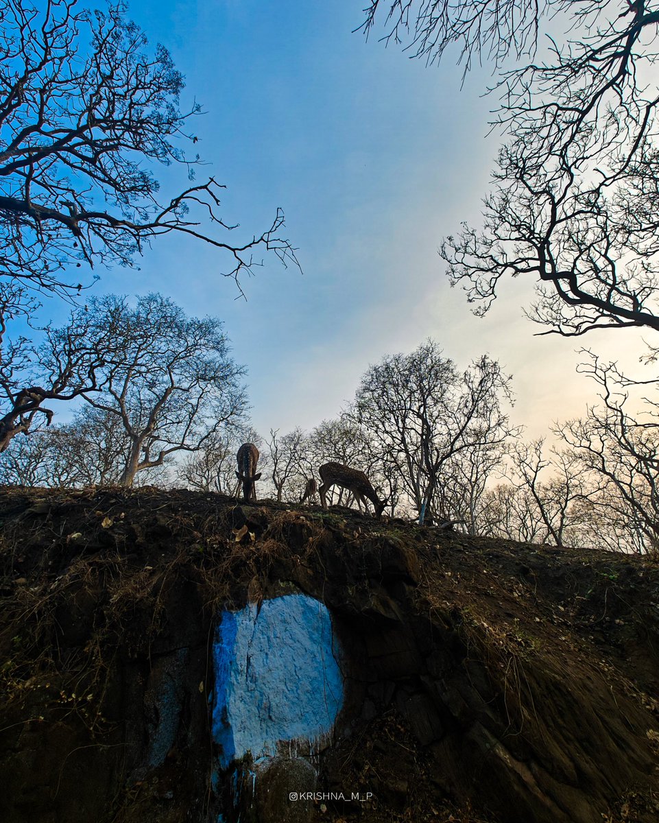 krishna_m_p's tweet photo. Bandipura National Park 💚🏞️
.
.
#bandipura #nationalpark #forest #banglorediaries #travel #karnataka #oneplusphotography #krishna_m_p #2024 https://t.co/PSwgvzlVlV
