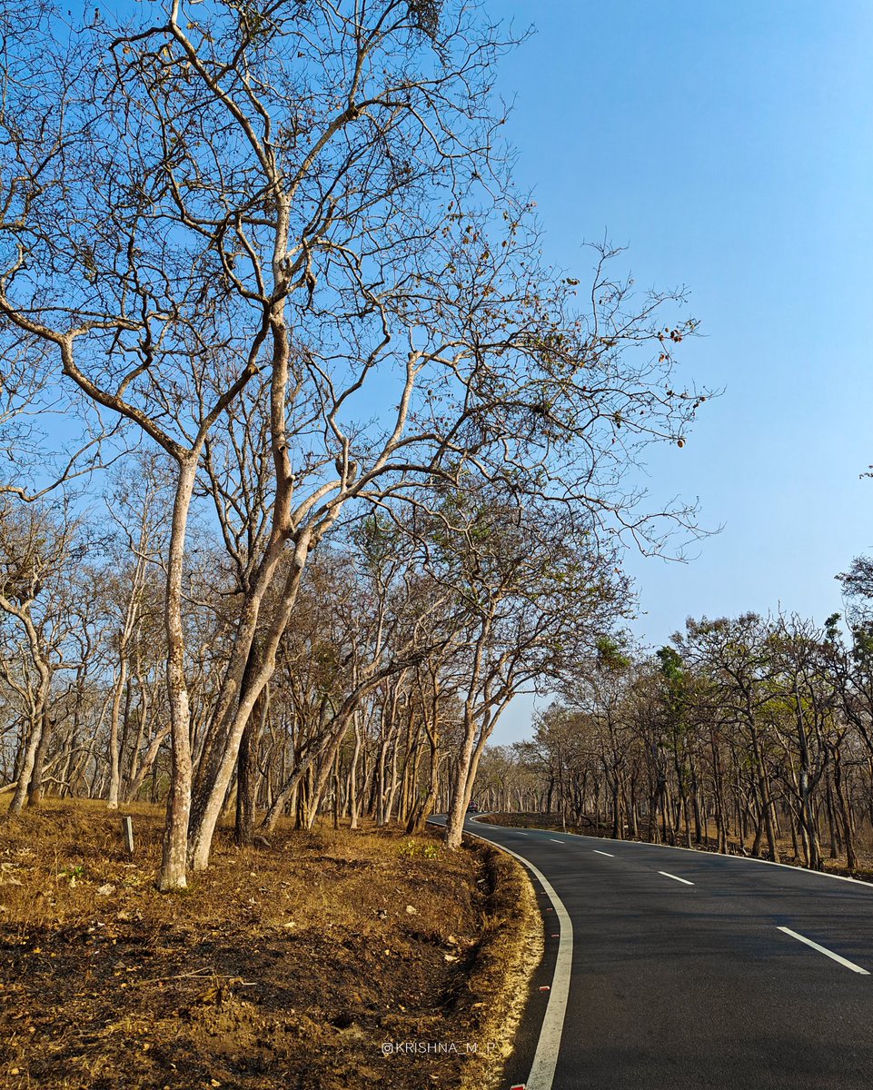 krishna_m_p's tweet photo. Bandipura National Park 💚🏞️
.
.
#bandipura #nationalpark #forest #banglorediaries #travel #karnataka #oneplusphotography #krishna_m_p #2024 https://t.co/PSwgvzlVlV