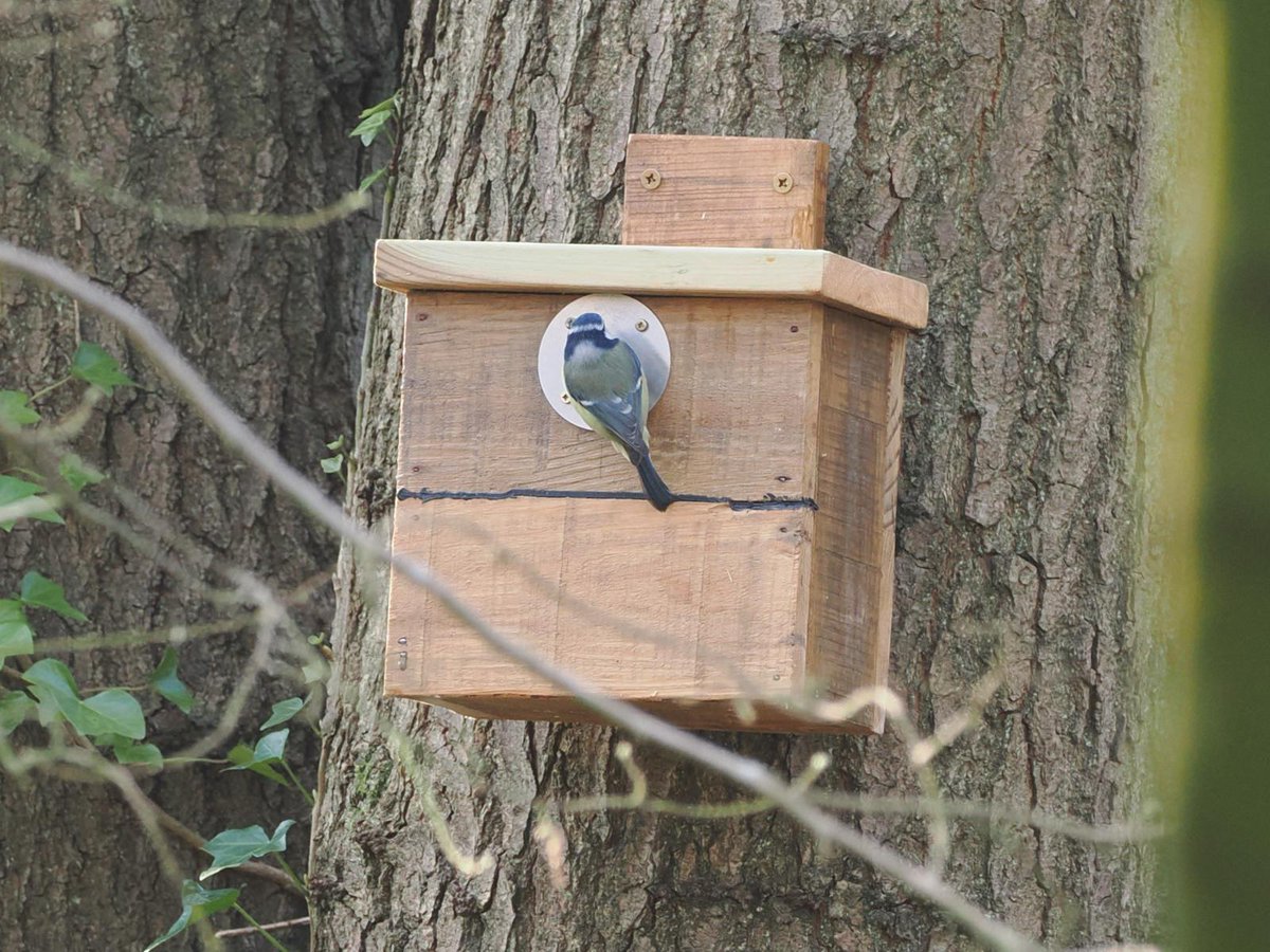 Delighted to see this #bluetit checking out one of the #birdboxes constructed & positioned by #volunteers. The boxes are well-used each year by blue tits & #greattits looking for a sheltered place to nest. We're planning to offer a greater range of accommodation, i.e. #owl boxes