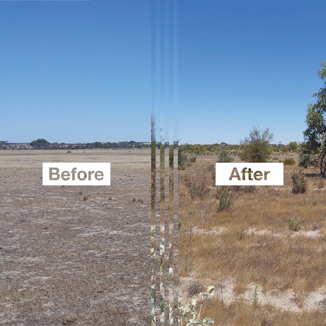 We've been working alongside WA farmer, Greg Hobley, to turn 84 hectares of unproductive saline land into biodiverse habitat. This transformation spanned over five years with plenty of growth still ahead. With these challenging landscapes, slow and steady wins the race🌳