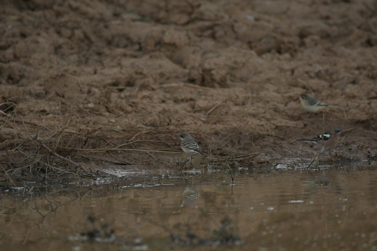 nachofs's tweet photo. @herrerillo_com podrías ayudarme a identificar estos pájaros? Sería de gran ayuda, es en una pequeña charca en un pueblo de Soria
Gracias! https://t.co/ECutXwv7mc