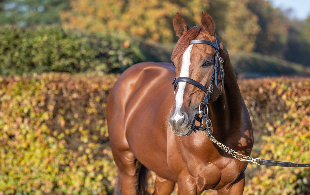 “Most of the foals I’ve seen are clones of their sire. It hasn’t mattered whether the mare is grey or dark brown, they’ve come out as chestnut with white socks."

Bjorn Nielsen talks Stradivarius, his mares and his foals in Good Morning Bloodstock 👉  bit.ly/3Th0SRs