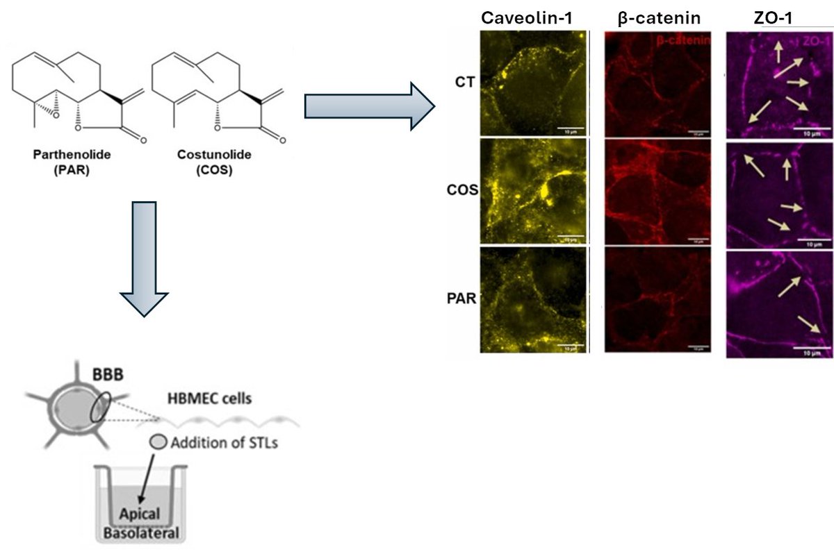 #BrainAwarenessWeek 
Heard about Parthenolide and Costunolide?
These small molecules originating from chicory plant 🌱pass the Blood-Brain Barrier and improve its tightness! A feature crucial for brain homeostasis.
Learn more in our paper 👇
doi.org/10.1016/j.biop…