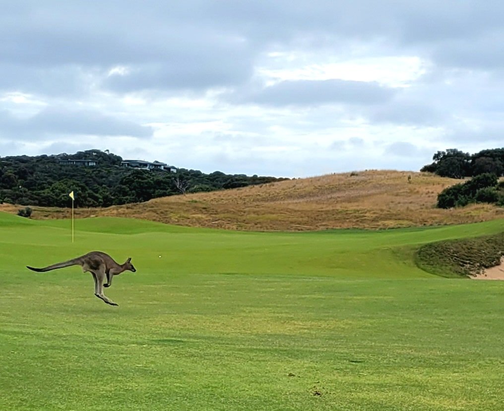 Skippy. Gunnamatta at The National. ⛳️😊