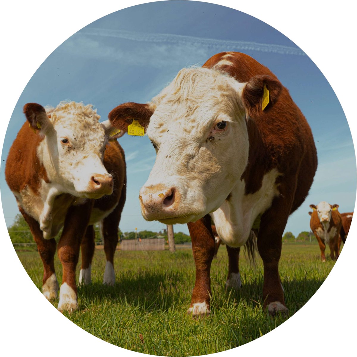 📣 There is no one size fits all solution for #beefsustainability. It’s about working together towards aligned priorities but leaning into a deep understanding of the local context and adapting the “how” to what fits best locally.
#ERBS #PeoplePoweredAgriculture