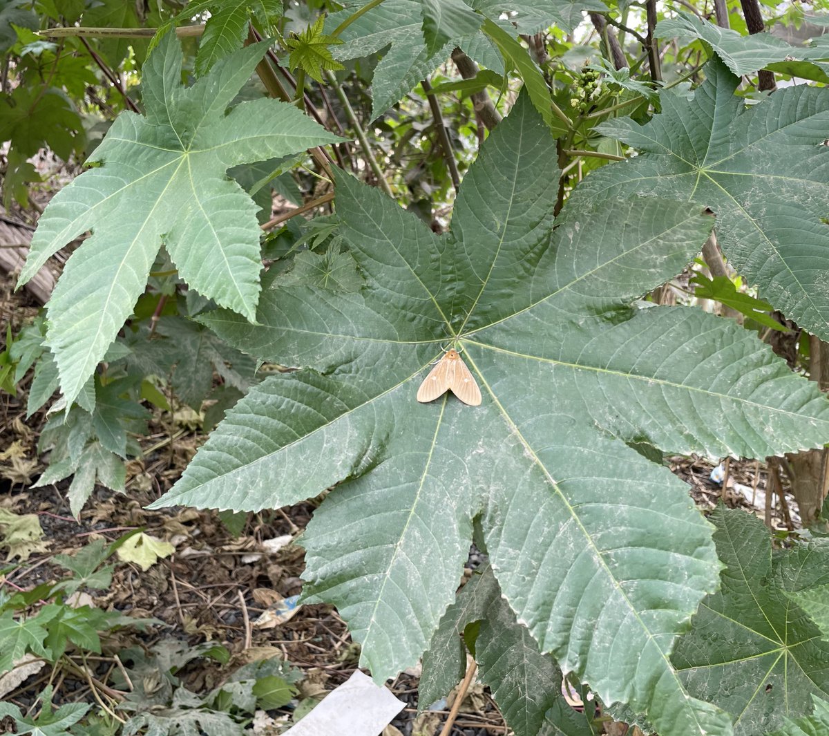 CanisPariah's tweet photo. A ‘Tropical Tiger Moth’ (?)

Genus :- Asota 

#SaveMoths #SaveButterfly https://t.co/rgyHnUtljH
