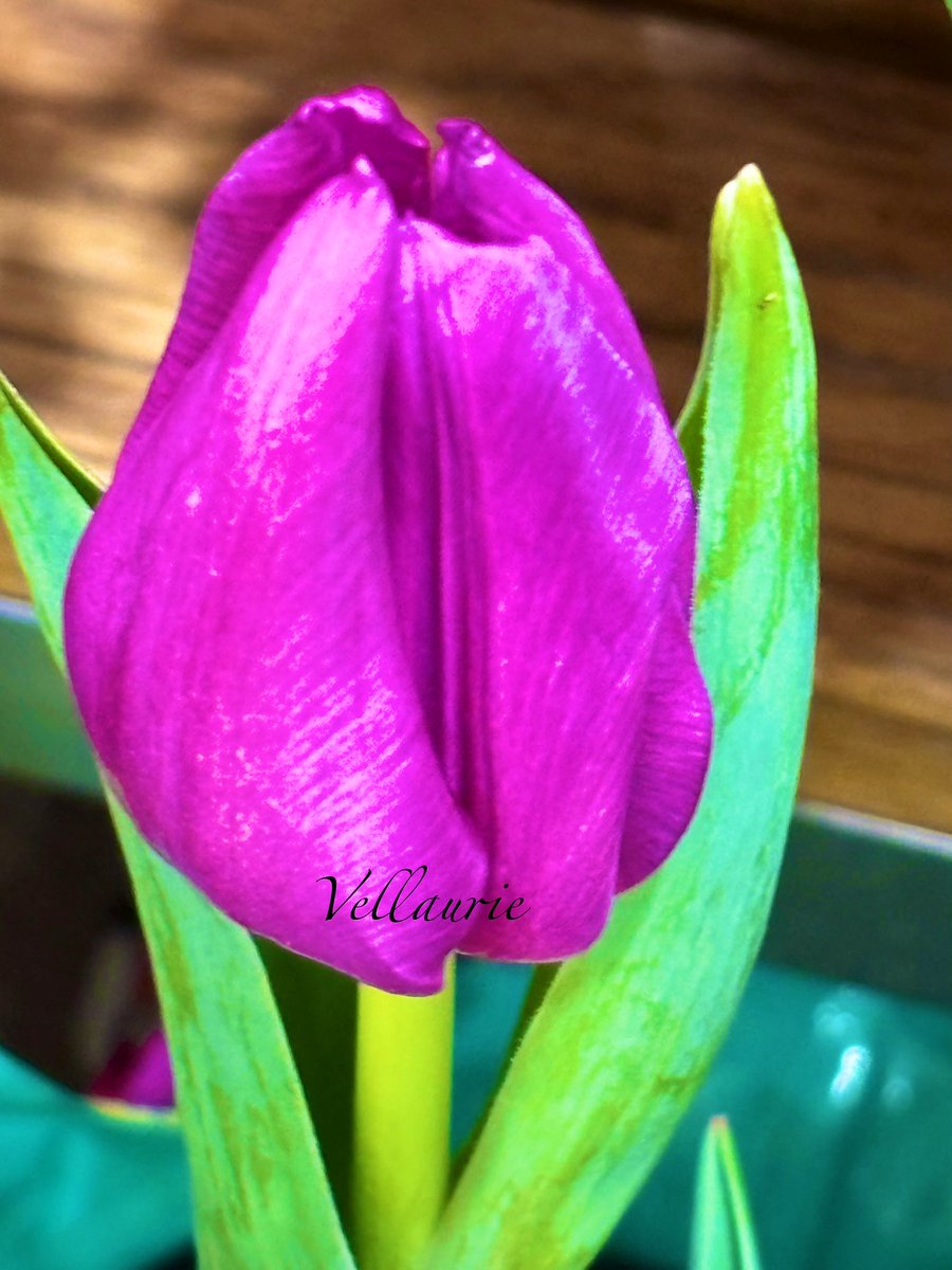 QP your tulips for #TulipTuesday. #tulips #spring #springflowers #springbulbs #gardening #GardeningX #gardenersworld #tuliplovers