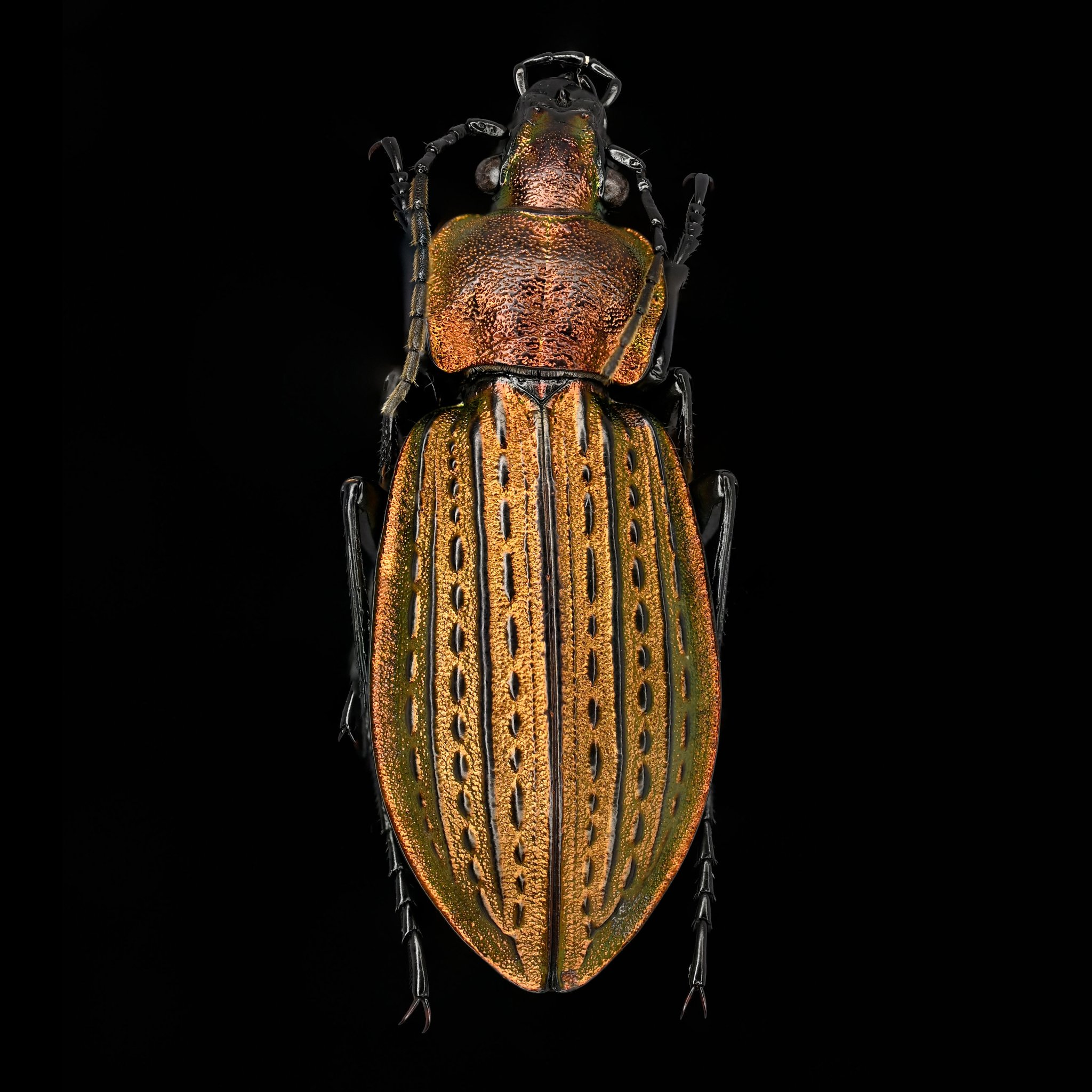 BUGS-DESIGN on X: 
