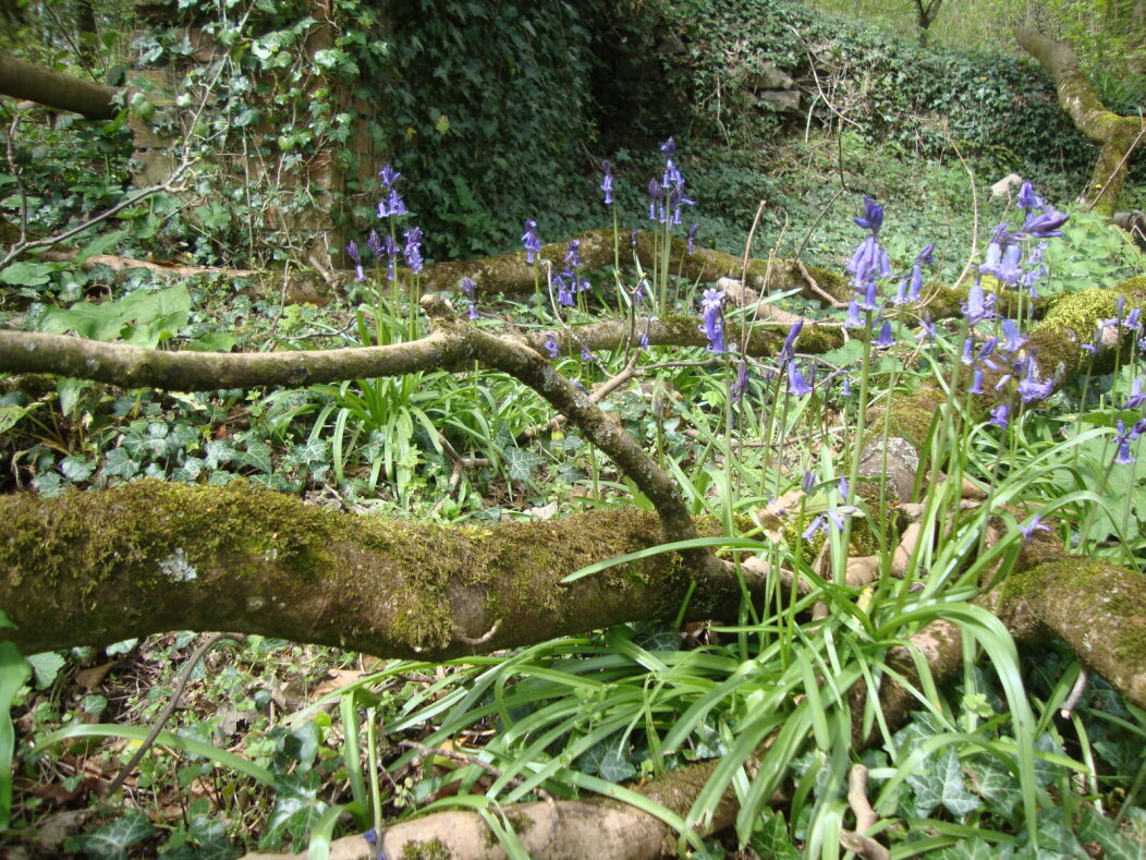 Who's looking forward to these beauties! Bluebells flower between April and May and over half of the world’s bluebells grow in the UK! 🔔💙 These were last years bluebells at #AshtonCourt Estate. #bluebells #woodlandwalk #woodland