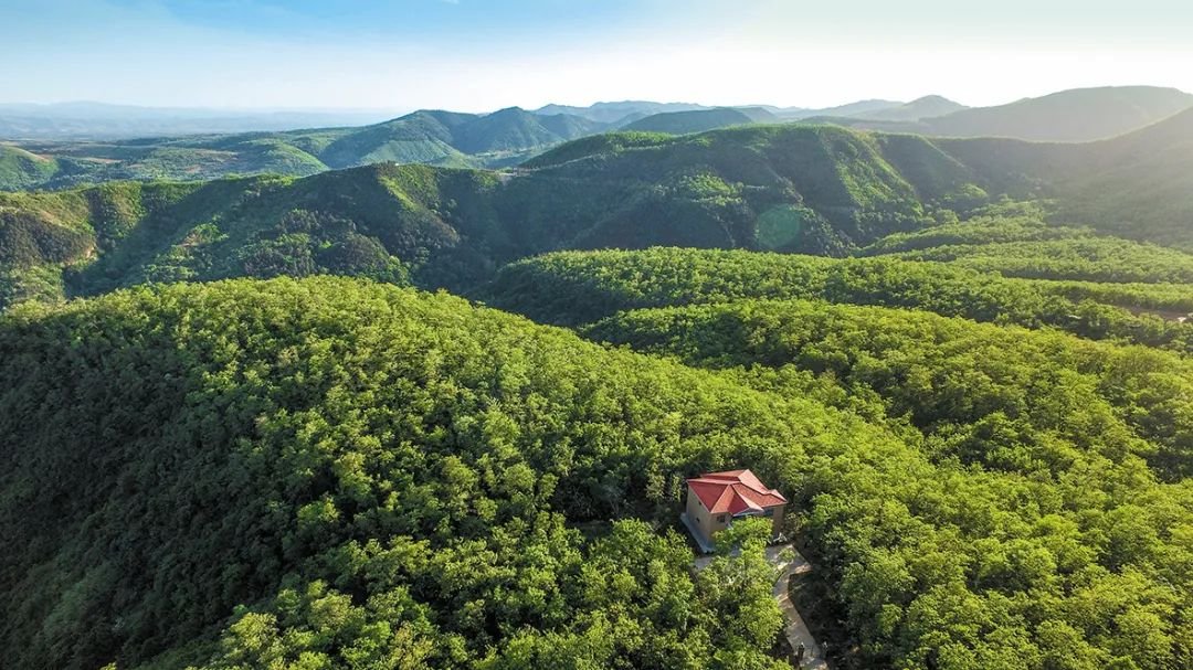 ShaanxiMoments's tweet photo. Happy #ArborDay! Weinan in Shaanxi Province is home to a whopping 2,811 old & valuable trees. 🌳By protecting them and planting new trees, Weinan has not only achieved ecological management, but also protected local culture. 👏#ForAGreenFuture https://t.co/WUOutFZO3U