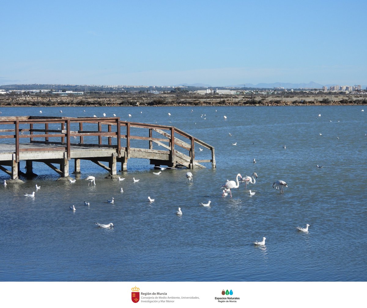 SalinasSPedroPR's tweet photo. Cuando usas los #BañosDelodo compartes el espacio con las #Aves de #SalinasSPedroPR 🦩 🦆
Al terminar el tratamiento, deposita tus #Residuos en los puntos de #Reciclaje habilitados en el paseo 🚮
#BuenasPrácticas #StopBasura #Conservación #Colabora https://t.co/i1OPeU7dSs