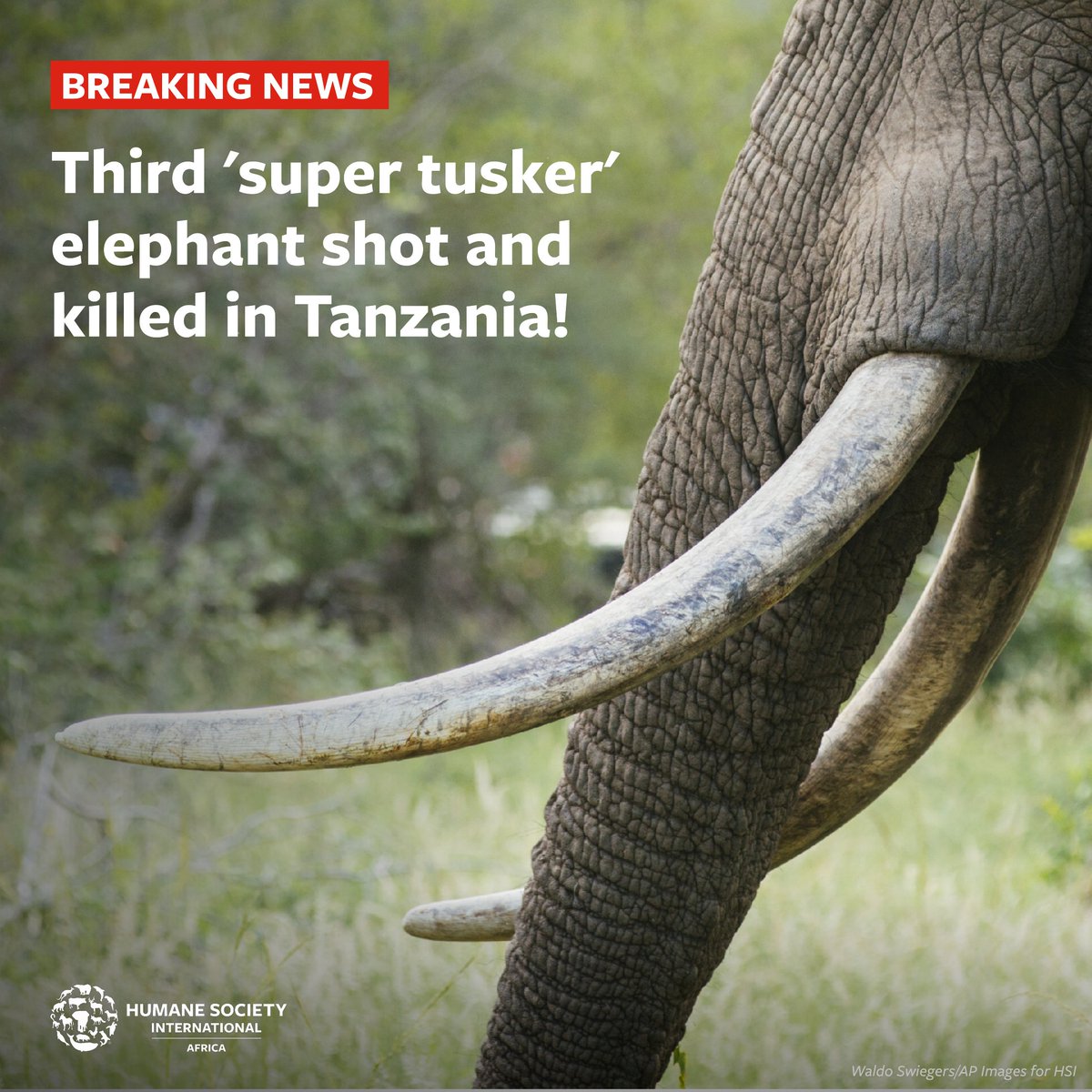 🚨A third "super tusker" has been reported as killed by a trophy hunter in Tanzania within 6 months. "Super tuskers" are male elephants with at least 1 tusk weighing 100 pounds (45kg). It's believed that there are as few as 50 left in Africa💔🐘💔. Read: hsi.org/news-resources…