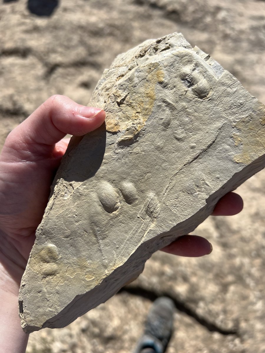 Saupe Lab Oxford (@erinsaupe) on Twitter photo Omg. Cat paw prints from the latest Messinian at Taller Mecanico 🐈 <a href="/OxUniEarthSci/">Oxford Earth Sciences</a> <a href="/davidmpyle/">David Pyle</a> <a href="/nsantodomingo/">Nadia Santodomingo</a> Omg. Cat paw prints from the latest Messinian at Taller Mecanico 🐈 <a href="/OxUniEarthSci/">Oxford Earth Sciences</a> <a href="/davidmpyle/">David Pyle</a> <a href="/nsantodomingo/">Nadia Santodomingo</a>