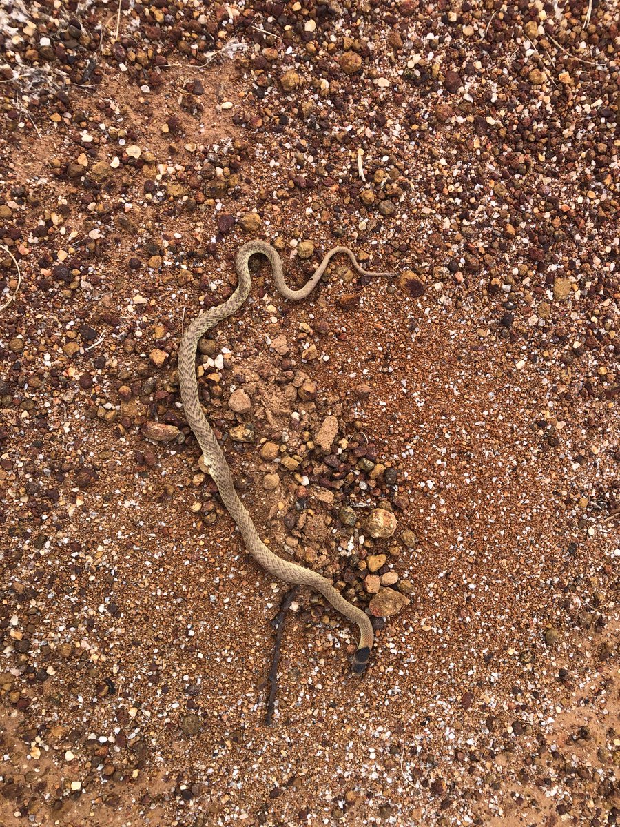 Besides being dead what sort of snake is this