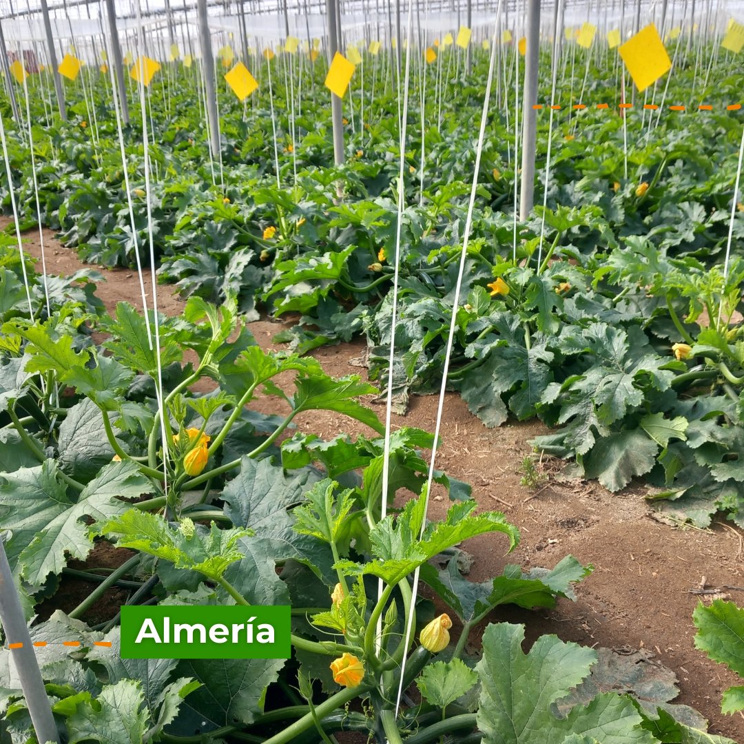 RAÍCES por UPA Joven tweet media