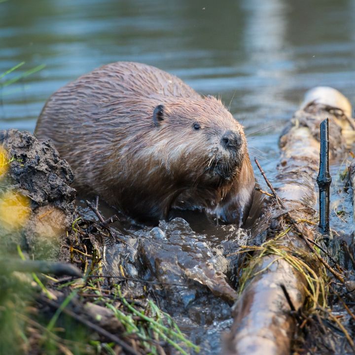 SomersetWT's tweet photo. Did you know Somerset hosts one of England’s first wild-living beaver populations? 🦫

📆 Join us for our live webinar on species reintroductions later this month to find out more about this emotive topic! 👇
https://t.co/sjOuwS1blX

#Somerset #Beavers #Reintroductions https://t.co/BbHUWaBFPQ