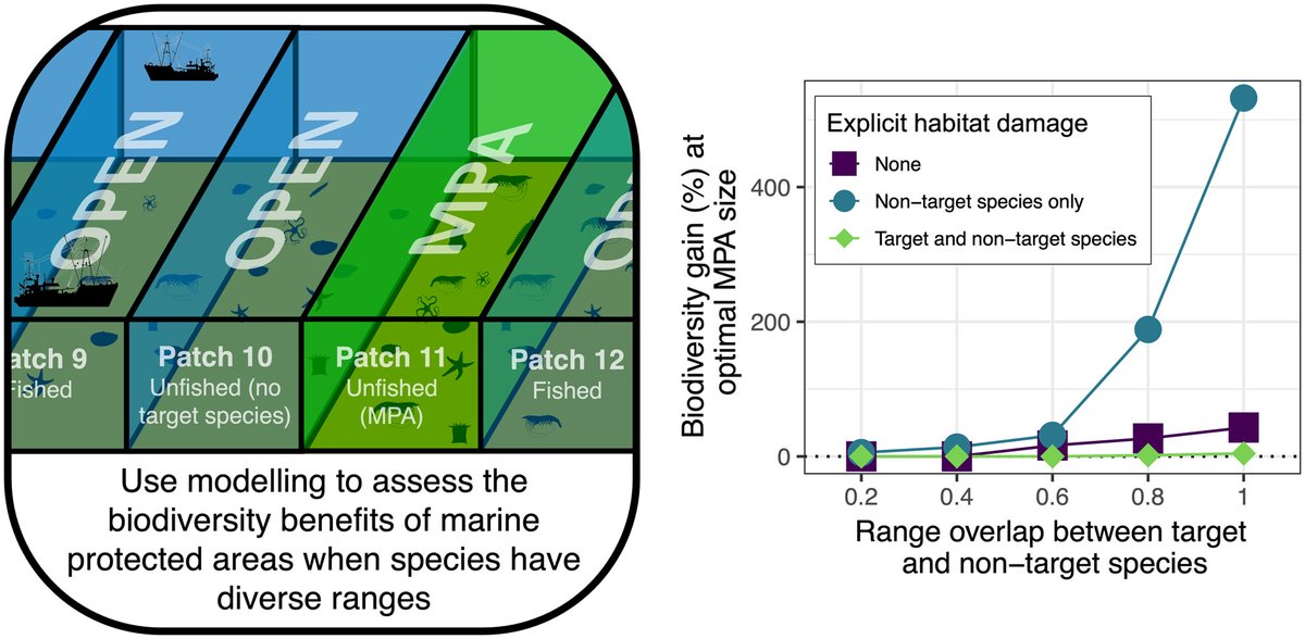 If bycatch species and fishing grounds only partially overlap, are marine protected areas still useful? In many cases yes! And especially where vulnerable marine ecosystems are concerned. Get our latest paper here or sail on down to the thread below: besjournals.onlinelibrary.wiley.com/doi/10.1111/13…