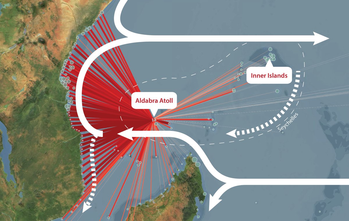 Oxford Biology (@oxfordbiology) on Twitter photo 🪸A coral superhighway in the Indian Ocean 🪸
Corals are at risk across the world. New research in <a href="/SciReports/">Scientific Reports</a> shows that ocean currents maintain connectivity between reefs, assisting larval supply - a key factor in reef recovery and resilience 👇
bit.ly/48SUJkn 🪸A coral superhighway in the Indian Ocean 🪸
Corals are at risk across the world. New research in <a href="/SciReports/">Scientific Reports</a> shows that ocean currents maintain connectivity between reefs, assisting larval supply - a key factor in reef recovery and resilience 👇
bit.ly/48SUJkn