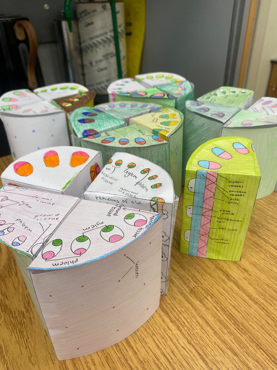 Shinelisa's tweet photo. This stem (and STEM!) modelling activity from @Mikekav66 always goes down well with 5th year Biology! #LCBiology #edchatie https://t.co/ZPabu3pxWk