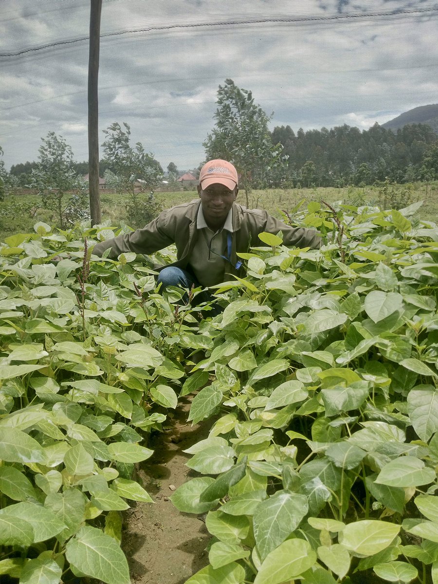 Agronomme_'s tweet photo. Today was a fruitful day (literally and figuratively) at my fruit seedling nursery.
The plants are doing well and I'm so grateful for the opportunity to nurture these little seedlings into thriving trees.
Nature is truly amazing!
#EgeraUmuhinzi #fruits https://t.co/CNI0BFhoEW