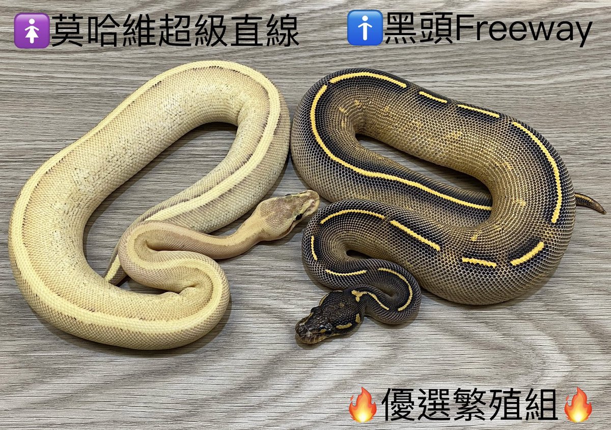 moreballpython's tweet image. 《🔥黑頭莫快速道路、黑頭莫超級直線、黑頭莫公園大道、象牙繁殖組🔥》

黃腹家族的（類）超級體互配，再搭上黑頭、莫哈維的顯性基因，子代全（類）超級體外，還有很多可期待的變化，其中公園大道specter+asphalt(Parkway)也是較少人繁殖的組合，有興趣可以玩看看👍
想瞭解更多，歡迎討論。
#球蟒