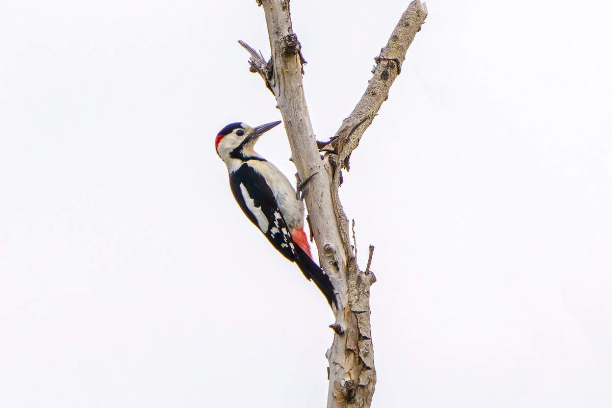 ALACA AĞAÇKAKAN
Syrian Woodpecker. 

Kertik

#trakus #birding_photography #birdingantalya #birds  #nut_about_birds #kuş #bird #birdsonearth #1x  #syrianwoodpecker #woodpecker