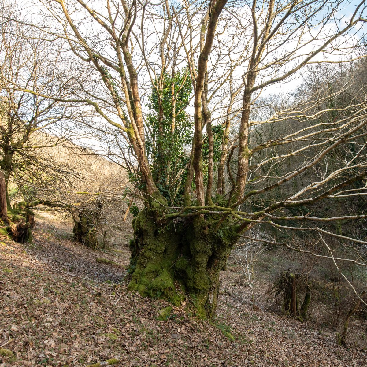Thought that we would get involved with #thicktrunktuesday for the first time with this old, pollarded oak seen last week in the woods above Porlock in #exmoor in Hawkcombe NNR. This was the biggest of many such awesome trees.