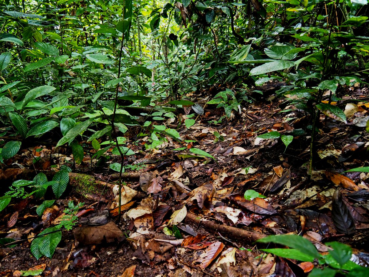 University of Exeter News (@uniofexeternews) on Twitter photo Rainforest seedlings are more likely to survive in natural forests than in places where logging has happened – even if tree restoration has taken place
Read more 👉 news.exeter.ac.uk/faculty-of-env…
Full study 👉 onlinelibrary.wiley.com/doi/10.1111/gc…
<a href="/UniofExeter/">University of Exeter</a> <a href="/StirUni/">University of Stirling</a> <a href="/SEELeeds/">Earth and Environment at Leeds</a> <a href="/GSI_Exeter/">Global Systems Institute</a> <a href="/ETH/">ETH Zürich</a> Rainforest seedlings are more likely to survive in natural forests than in places where logging has happened – even if tree restoration has taken place
Read more 👉 news.exeter.ac.uk/faculty-of-env…
Full study 👉 onlinelibrary.wiley.com/doi/10.1111/gc…
<a href="/UniofExeter/">University of Exeter</a> <a href="/StirUni/">University of Stirling</a> <a href="/SEELeeds/">Earth and Environment at Leeds</a> <a href="/GSI_Exeter/">Global Systems Institute</a> <a href="/ETH/">ETH Zürich</a>