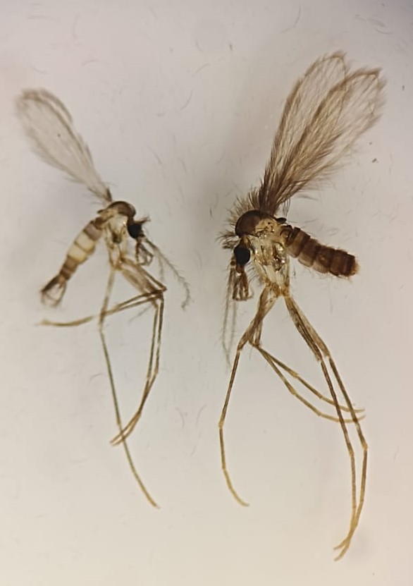 Scientists from @ChemistryUoN have found the enzyme used by a species of sandfly to produce a pheromone attractant, which could lead to the creation of targeted traps to help control the disease Leishmaniasis Full story here: ow.ly/yBbR50QQZw3