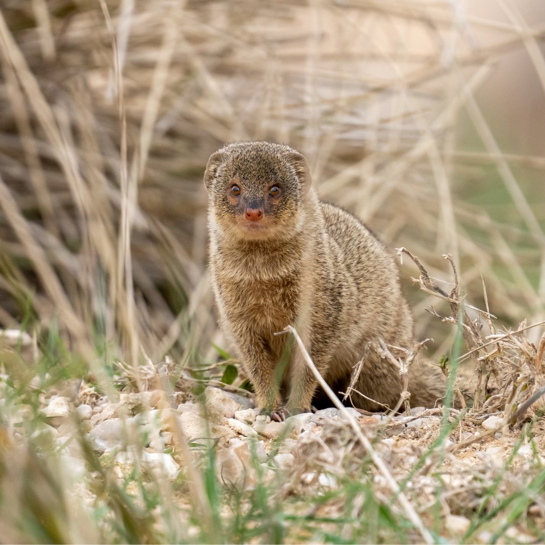 One of the world's most invasive species, the small Indian mongoose, shows morphological variation in size that may reflect the reintroduction history of the species! Read more below 👇
academic.oup.com/zoolinnean/art…
@LinneanSociety @OxfordJournals @grumpyDrFabre