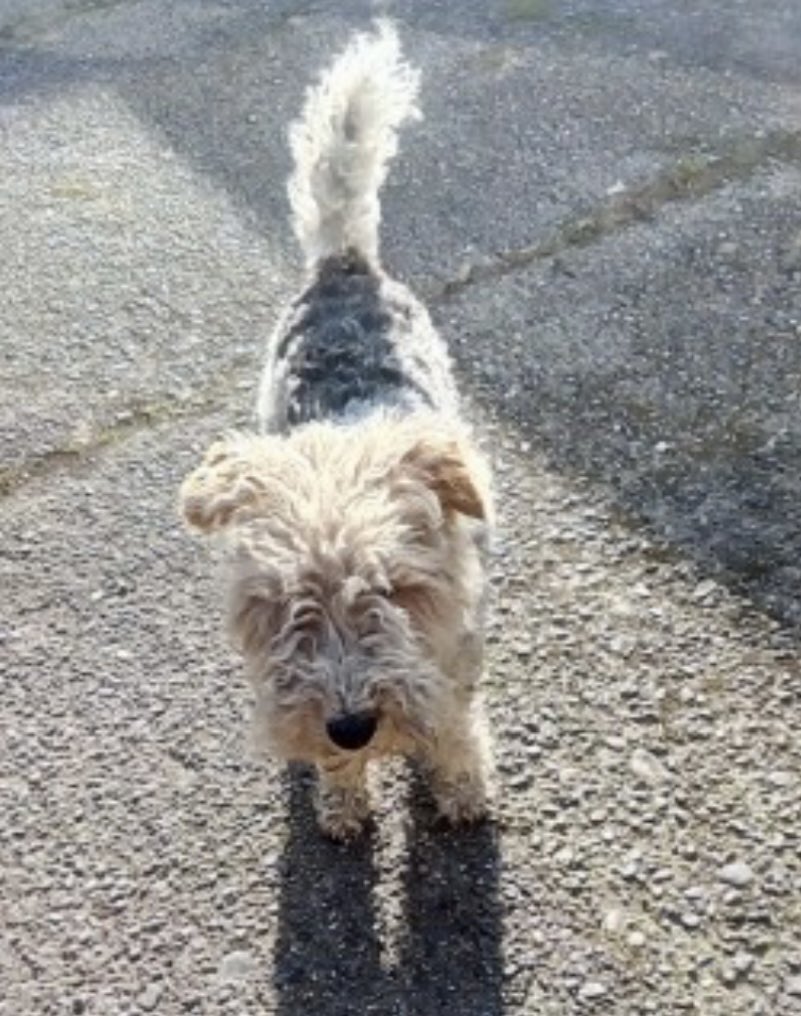 MAXI LOST SINCE 16.01.24 #BALLON, CO #CARLOW SOUTHERN IRELAND doglost.co.uk/dog-blog.php?d… Female OLDER ADULT White & grey #FOXTERRIER @DogsTrust_IE @MissingStolen @MissingDogsIrl @Michellecstitch @juliagarland73 @thedogfinder @BitofDecorum @TeaboyTeddy @4ourdogs @RachaelB100