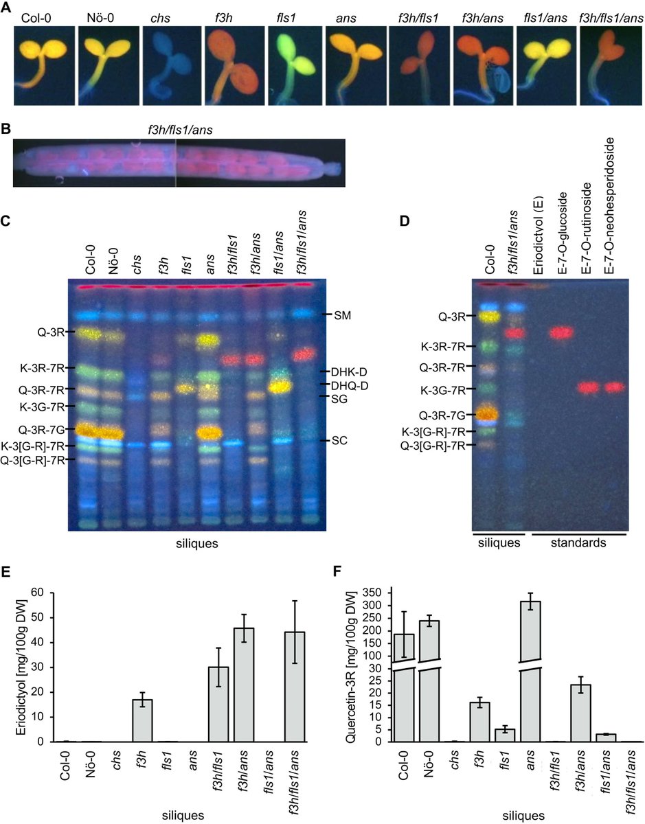 Colour💣in our new study in BMC Plant Biology!

The new f3h/fls1/ans mutant accumulates various eriodictyol derivatives.
Study the multifunctionalities of flavonoid 2-ODD enzymes with our mutant collection.

Nice collaboration with Stefan Martens's group

rb.gy/emhvtx