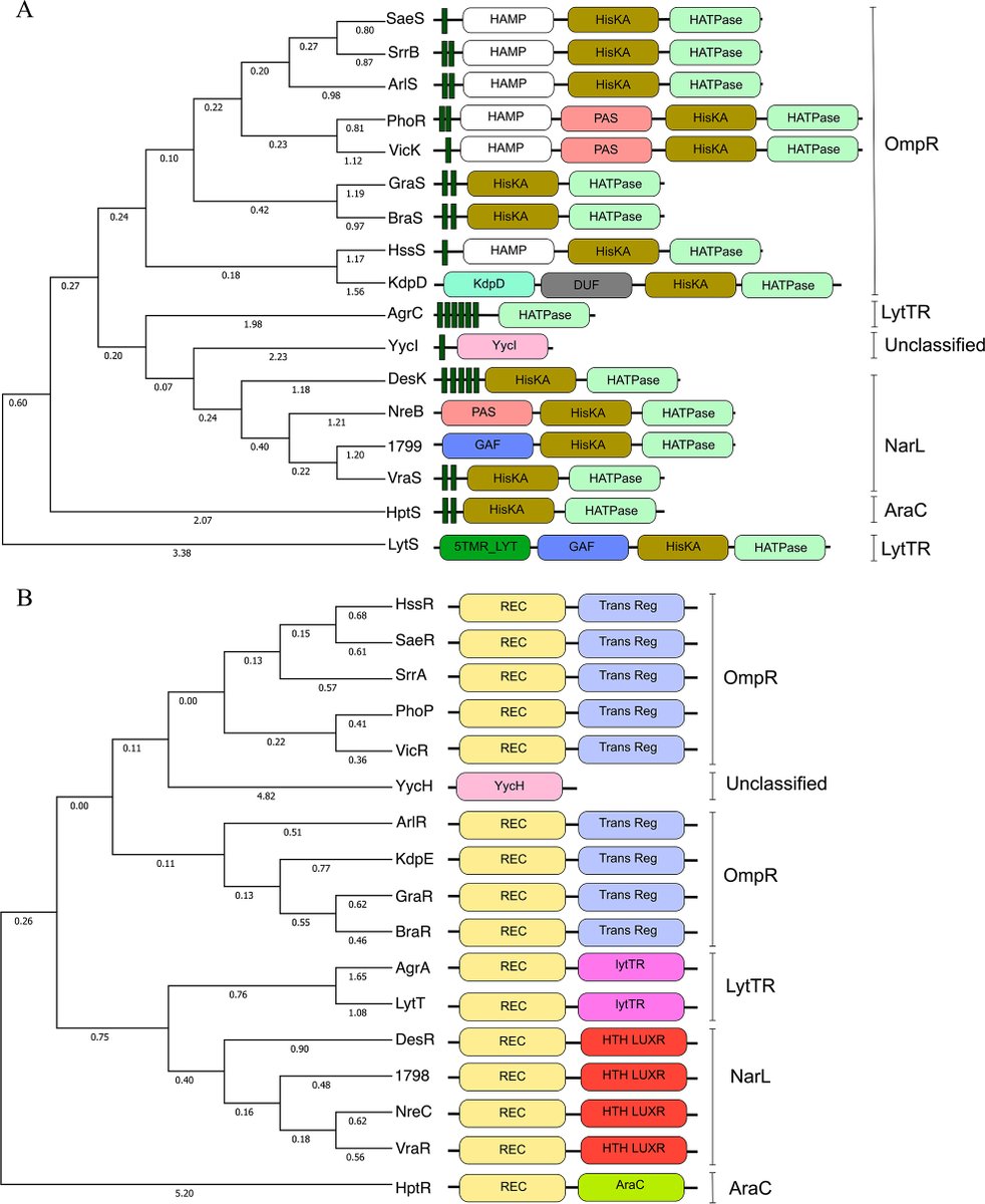 Comprehensive virulence profiling and evolutionary analysis of specificity determinants in Staphylococcus aureus two-component systems @mSystemsJ from @MonaSusanJohan1 journals.asm.org/doi/10.1128/ms…