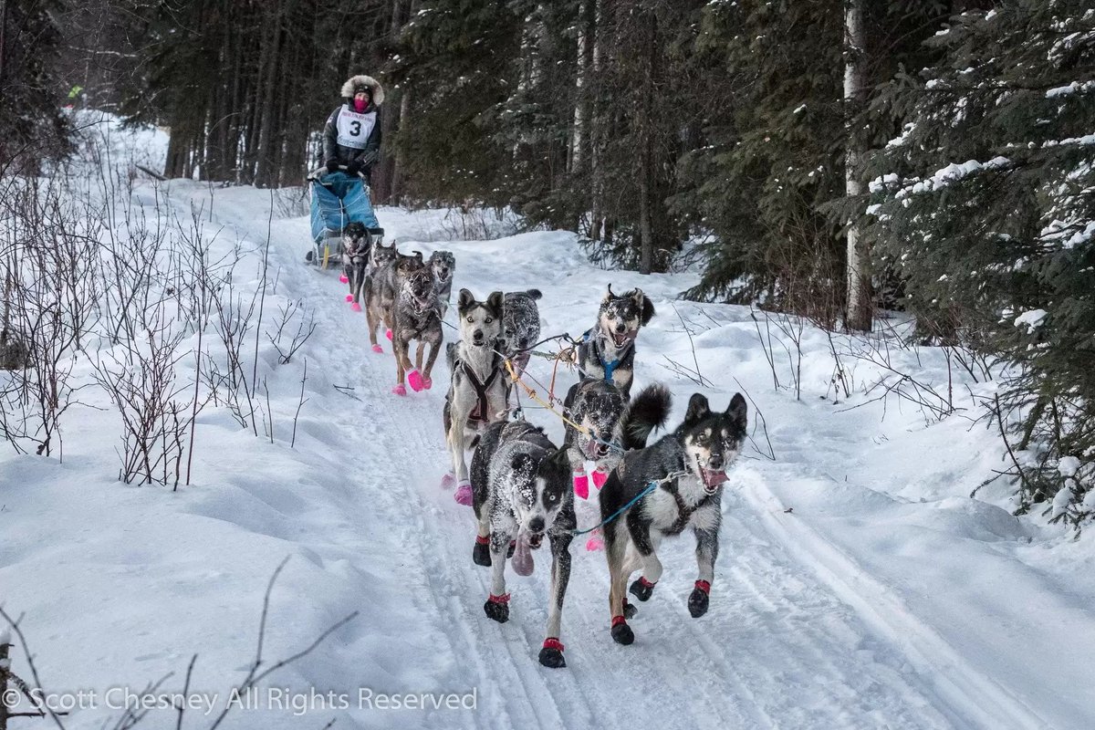 #Sleddogs #OpIditarod #Iditarod #DogAbuse
At any given time, some kennels will have 100 dogs and they’re all between the ages of 2 and 7,” she said. “So what happens to the old dogs?”
thedodo.com/close-to-home/…
                                                         Frozen dogs 🤢