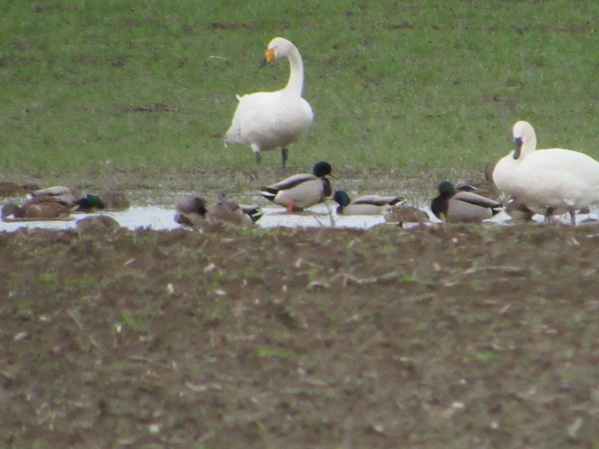 LayoverBirder's tweet photo. What a treat to see the errant #WhooperSwan in Washington state yesterday. Check out that bill! #birdwatching #SkagitValley #RareBirds #BirdsSeenIn2024 https://t.co/MU3eecVu0n