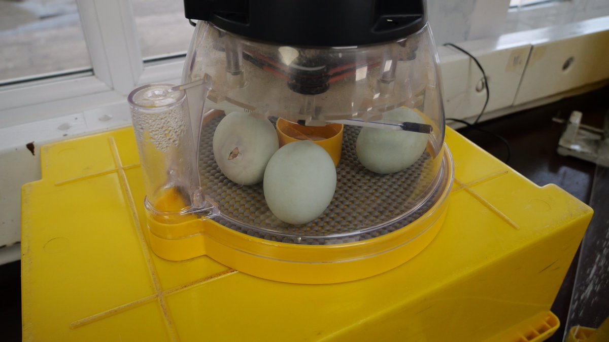 WesthoughtonHS's tweet photo. The eggs have arrived in Science! Link to follow soon so you can keep up to date of any hatching! 🥚🥚🥚#science #BritishScienceWeek https://t.co/b4gevuvi6M