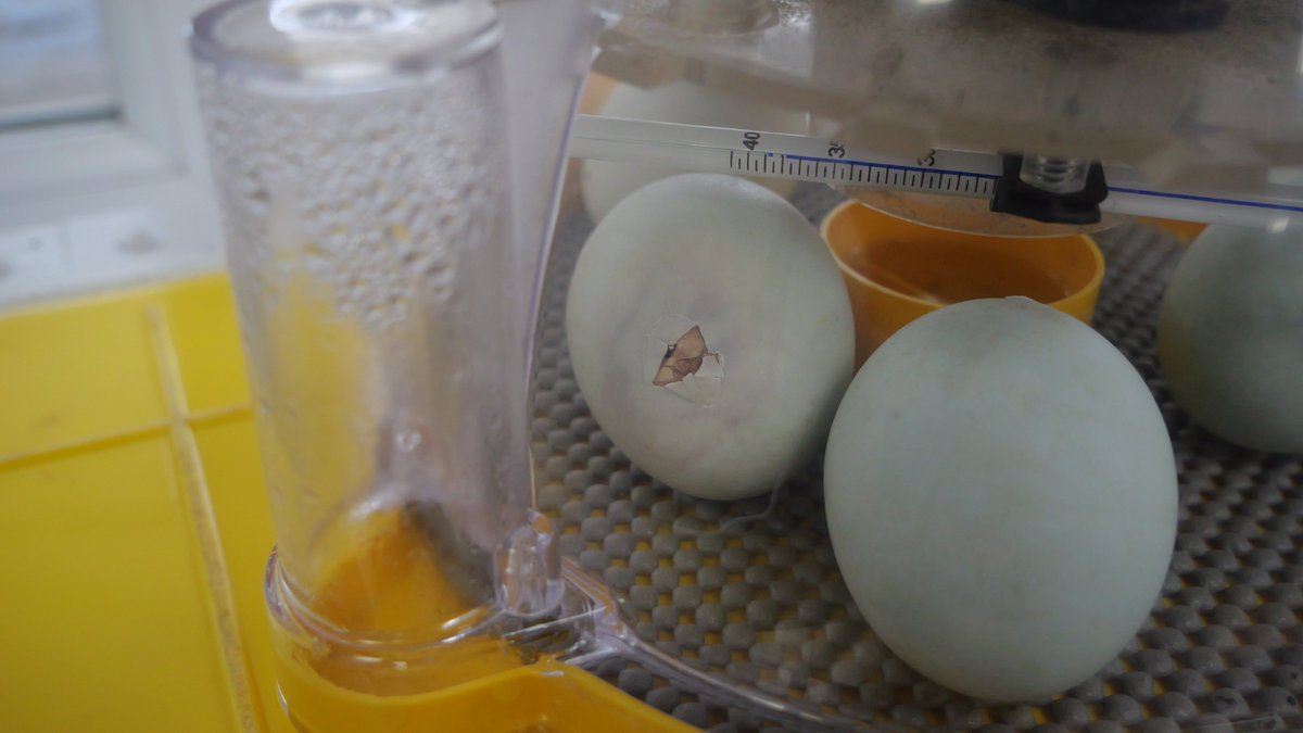 WesthoughtonHS's tweet photo. The eggs have arrived in Science! Link to follow soon so you can keep up to date of any hatching! 🥚🥚🥚#science #BritishScienceWeek https://t.co/b4gevuvi6M
