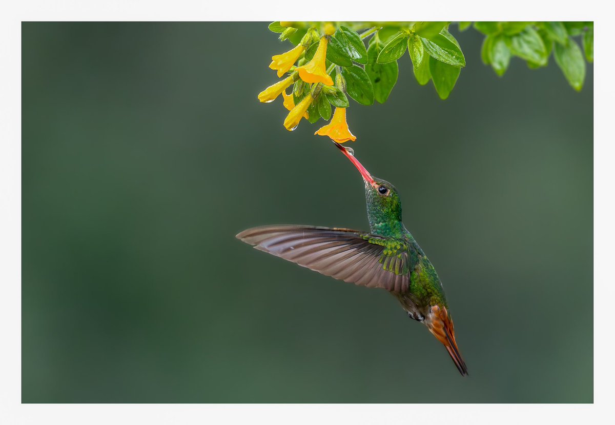 Amazilia tzacatl #Hummingbird #birdtrips #birdingguide #birdingcolombia