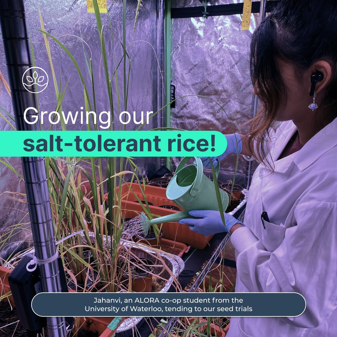 alora_wave's tweet photo. 👩‍🔬👨‍🔬 Behind the scenes at Alora, where every lab moment is a step toward innovation.🚀
We are committed to pushing the limits of science and opening new frontiers to surpass our mission to grow rice in the ocean and solve world hunger.

#LabTeam #Innovation #Sustainability https://t.co/GfKQsqDhFm
