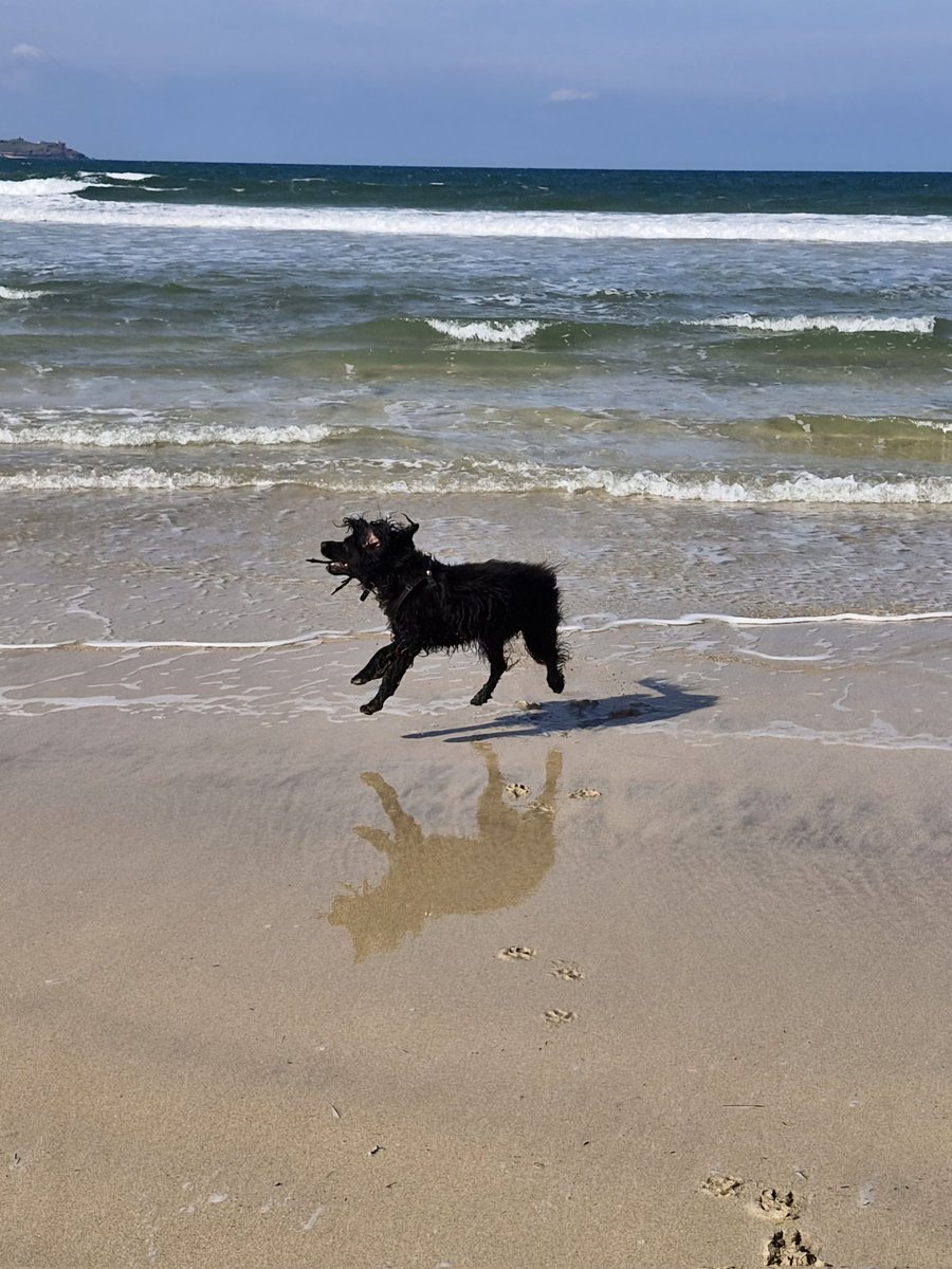 Marchy_Hare's tweet photo. Flying Freya #Cornwall #beachdog #sprocker https://t.co/lAnU9KCzP6