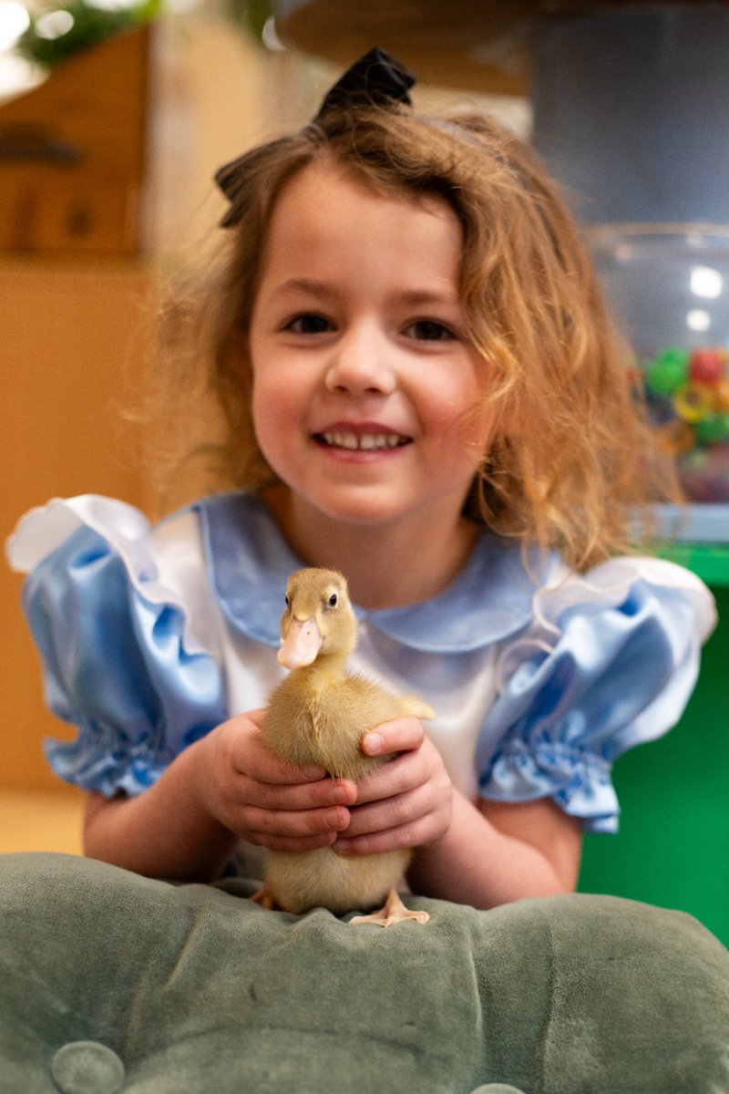 StPetersYork's tweet photo. Spring has arrived at St Peter's 2-8! ๐ผ๐ฆ
With ducklings and daffodils, our #StPetersReception have been practising their creativity with Mother's Day Cards and duckling playparks.
#StPetersTogether | ๐ค https://t.co/JtnmwI4c5H