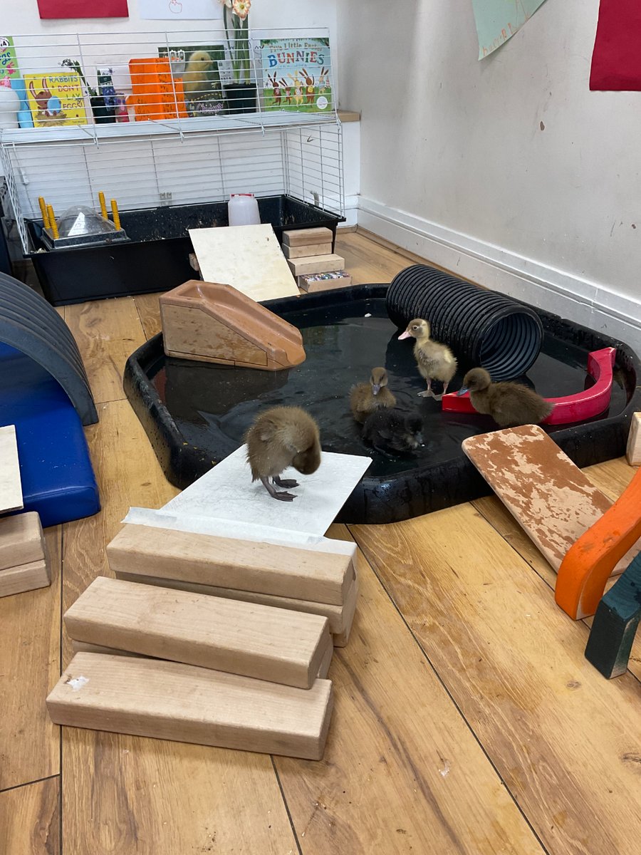 StPetersYork's tweet photo. Spring has arrived at St Peter's 2-8! ๐ผ๐ฆ
With ducklings and daffodils, our #StPetersReception have been practising their creativity with Mother's Day Cards and duckling playparks.
#StPetersTogether | ๐ค https://t.co/JtnmwI4c5H