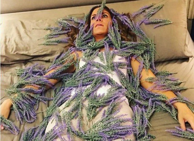 itsD3lay's tweet photo. "la lavanda ayuda a reducir los niveles de estrés y ansiedad"

yo: https://t.co/ReeyrSc1Br
