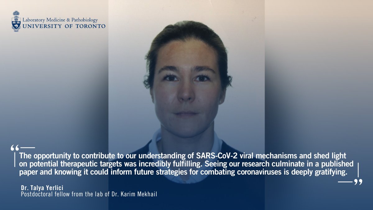 For the fourth anniversary of COVID-19 being declared a pandemic by the @WHO, we spoke to Dr. Talya Yerlici,  (postdoctoral fellow, Dr. @KarimMekhail's lab) about her contributions as first author to a paper published in Cell Reports:

🔗lmp.utoronto.ca/news/researche…