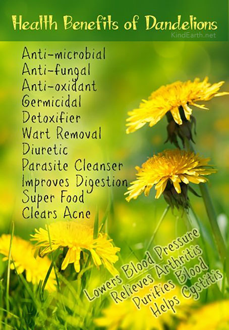 HHMU_Banksia's tweet photo. #MotherNaturesPharmacy 
#PlethoraOfMedicines-#ALL4FREE! 

#IDWP https://t.co/q209kdJPSJ