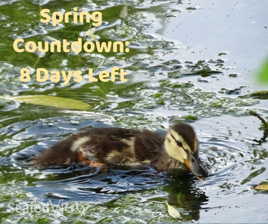 It's so fluffy! (name that movie) 8 days until Spring! #SpringCountdown