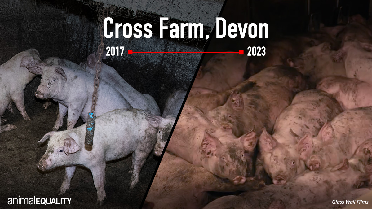 .@RedTractorFood, your scheme is a sham. How can you certify farms like Cross Farm in Devon where pigs suffer unimaginable horrors? It's time to end this charade!