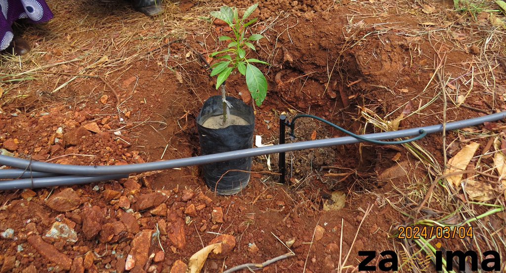zawima_org's tweet photo. Fun fact: Did you know, the type of avocado in our recently launched plantation is called the “green gold” because of its value in the export market. It has become very popular in Africa and abroad due to its nutritional value, long shelf live and great taste.
#GreenEconomy https://t.co/LJKqNkh7Mo