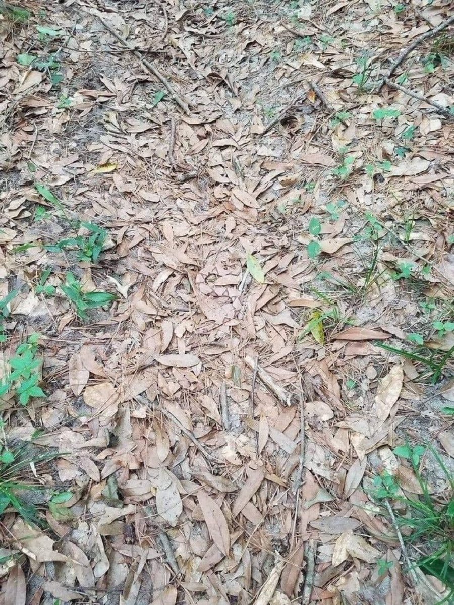 What do you see camouflaged here?